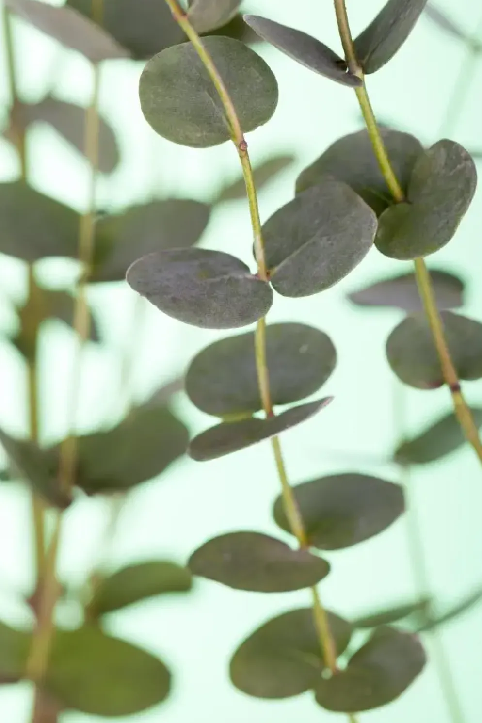 Eucalyptus gunnii (Cider-eucalyptus)