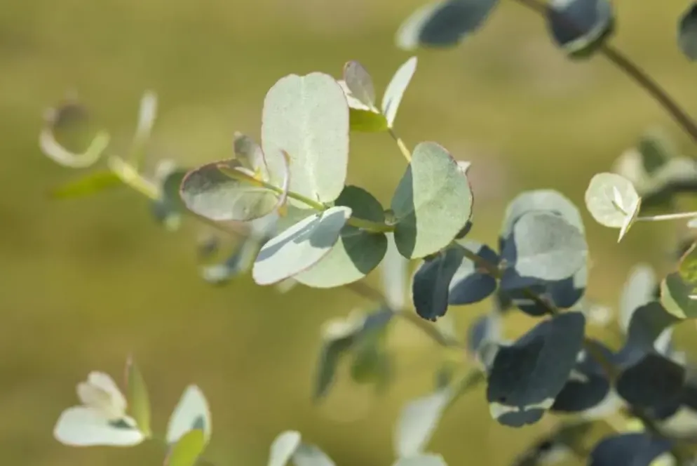 Eucalyptus gunnii (Cider-eucalyptus)