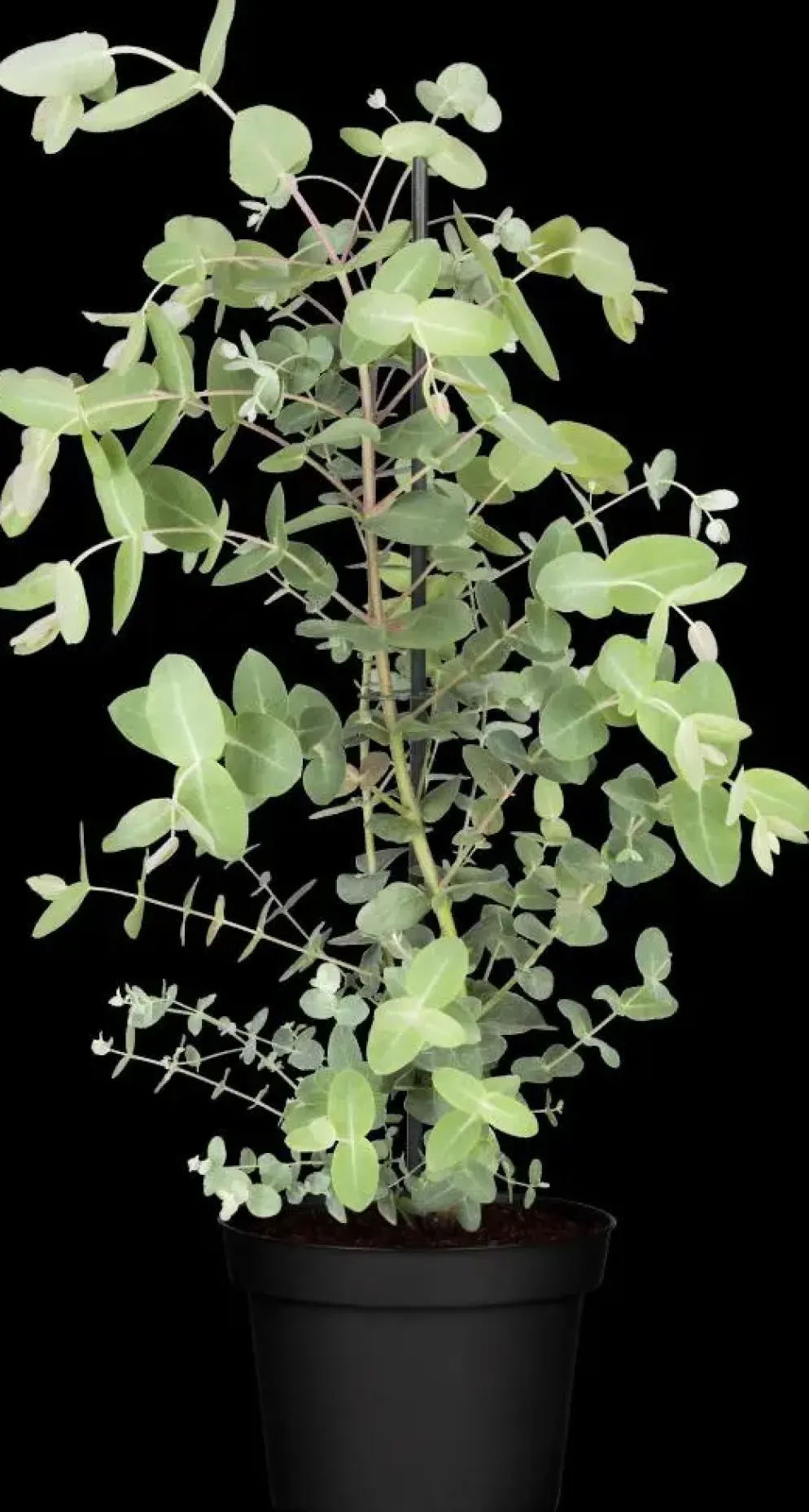 Eucalyptus gunnii (Cider-eucalyptus)