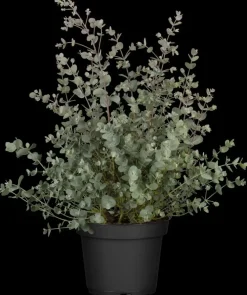 Eucalyptus gunnii (Cider-eucalyptus)