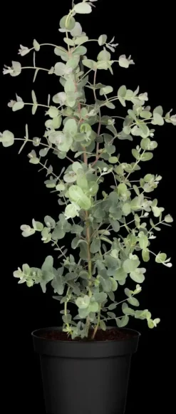 Eucalyptus gunnii (Cider-eucalyptus)