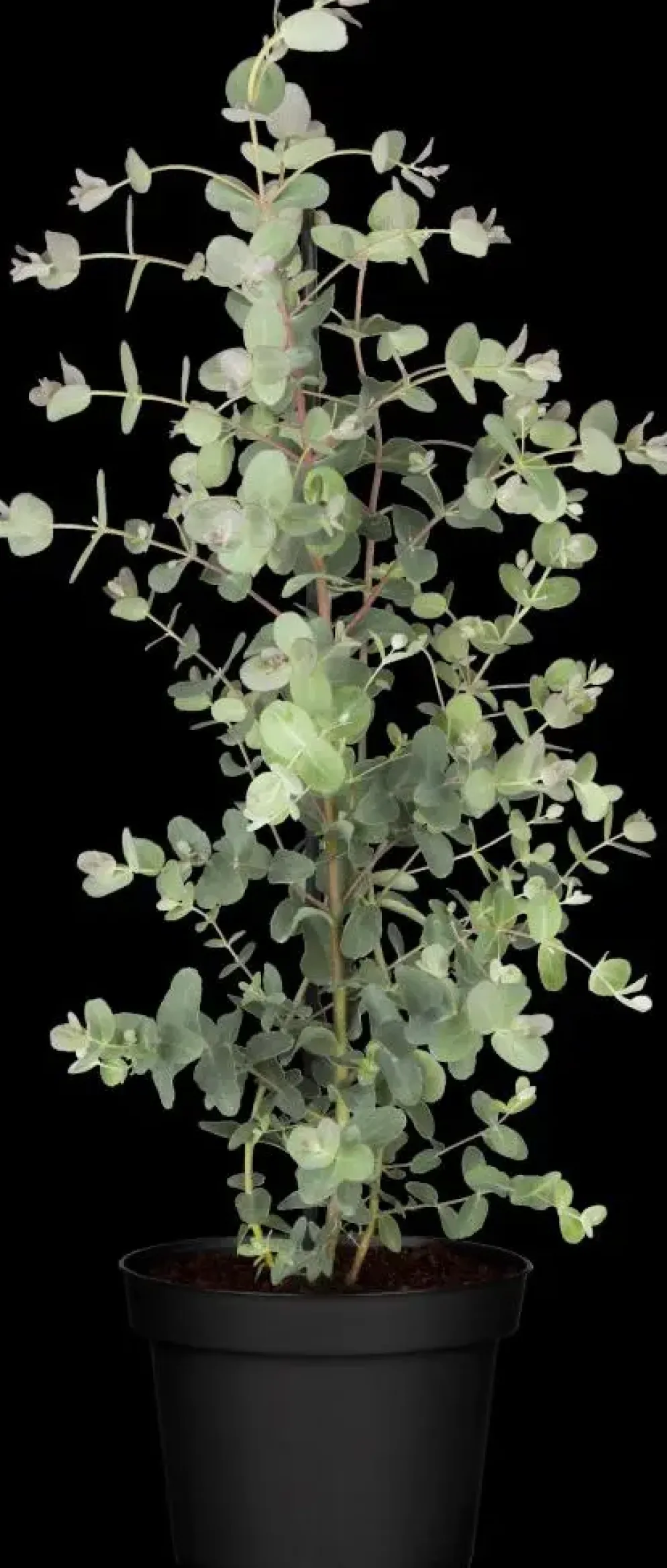 Eucalyptus gunnii (Cider-eucalyptus)