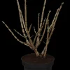 Euonymus alatus (Kardinaalsmuts)