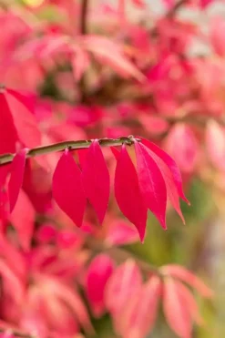 Euonymus alatus (Kardinaalsmuts)