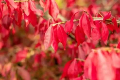 Euonymus alatus (Kardinaalsmuts)
