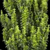 Euonymus japonicus 'Benkomasaki' (Japanse kardinaalshoed 'Benkomasaki')