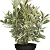 Euonymus japonicus 'Bravo' (Kardinaalsmuts 'Bravo')