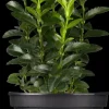 Euonymus japonicus 'Green Spire' (Kardinaalsmuts 'Green Spire')