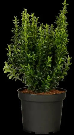 Euonymus japonicus 'Green Spire' (Kardinaalsmuts 'Green Spire')