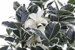 Euonymus japonicus (Kardinaalsmuts)