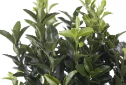 Euonymus japonicus (Kardinaalsmuts)