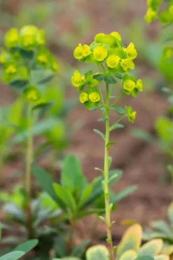 Euphorbia amygdaloides 'Robbiae' (Amandelwolfsmelk)
