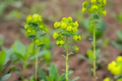 Euphorbia amygdaloides 'Robbiae' (Amandelwolfsmelk)