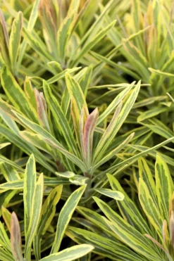 Euphorbia 'Ascot rainbow' (Cipreswolfsmelk)