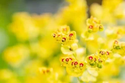 Euphorbia 'Ascot rainbow' (Cipreswolfsmelk)