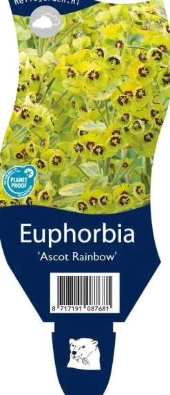 Euphorbia 'Ascot rainbow' (Cipreswolfsmelk)