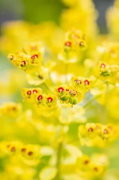Euphorbia 'Ascot rainbow' (Cipreswolfsmelk)