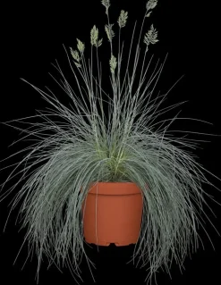 Festuca glauca 'Intense Blue' (Blauw schapen-, Of, Zwenk-gras) 30cm