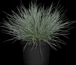 Festuca glauca 'Intense Blue' (Blauw schapen-, Of, Zwenk-gras) 30cm