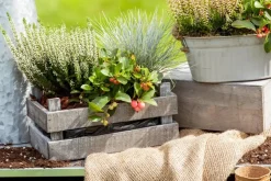 Festuca glauca 'Intense Blue' (Blauw schapen-, Of, Zwenk-gras) 30cm