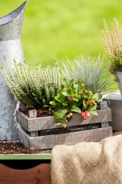 Festuca glauca 'Intense Blue' (Blauw schapen-, Of, Zwenk-gras) 30cm