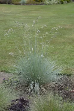 Festuca glauca 'Intense Blue' (Blauw schapen-, Of, Zwenk-gras) 30cm