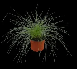 Festuca glauca 'Intense Blue' (Blauw schapen-, Of, Zwenk-gras) 30cm