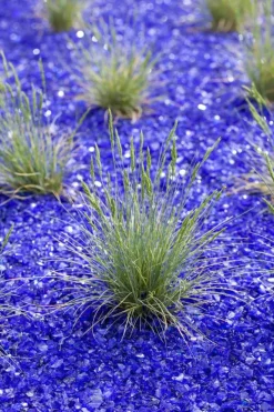 Festuca glauca 'Intense Blue' (Blauw schapen-, Of, Zwenk-gras) 30cm