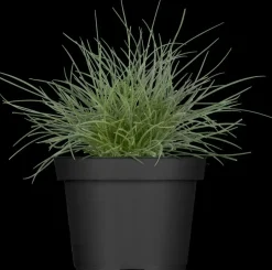 Festuca glauca 'Intense Blue' (Blauw schapen-, Of, Zwenk-gras) 40cm