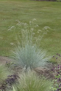 Festuca glauca 'Intense Blue' (Blauw schapen-, Of, Zwenk-gras) 40cm