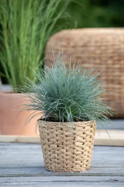 Festuca glauca 'Intense Blue' (Blauw schapen-, Of, Zwenk-gras) 40cm