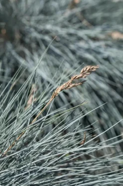 Festuca glauca 'Intense Blue' (Blauw schapen-, Of, Zwenk-gras) 40cm