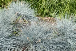 Festuca glauca 'Intense Blue' (Blauw schapen-, Of, Zwenk-gras) 40cm