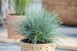 Festuca glauca 'Intense Blue' (Blauw schapen-, Of, Zwenk-gras) 40cm