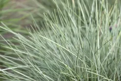 Festuca glauca 'Intense Blue' (Blauw schapen-, Of, Zwenk-gras) 40cm