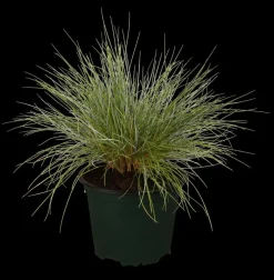 Festuca glauca 'Intense Blue' (Blauw schapen-, Of, Zwenk-gras) 40cm