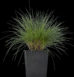 Festuca glauca 'Intense Blue' (Blauw schapen-, Of, Zwenk-gras) 40cm