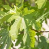Ficus carica