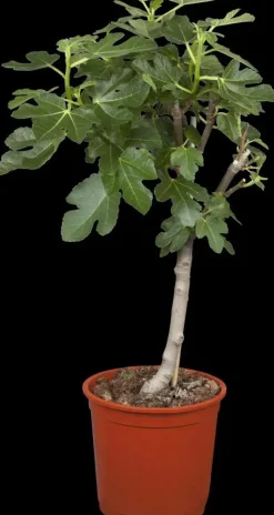 Ficus carica