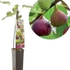 Ficus carica 'Brown Turkey' (Vijg) fruitplant 60cm