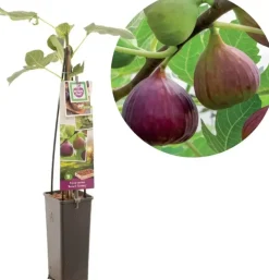 Ficus carica 'Brown Turkey' (Vijg) fruitplant 60cm