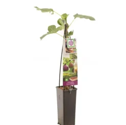 Ficus carica 'Brown Turkey' (Vijg) fruitplant 60cm