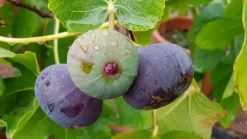 Ficus carica 'Brown Turkey' (Vijg) fruitplant 60cm