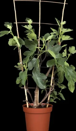 Ficus carica (Vijg) 130-140cm