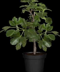 Ficus carica (Vijg) 130-140cm