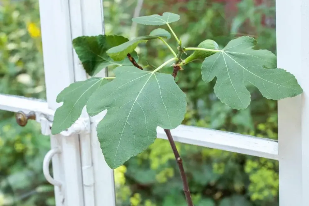Ficus carica (Vijg) 130-140cm