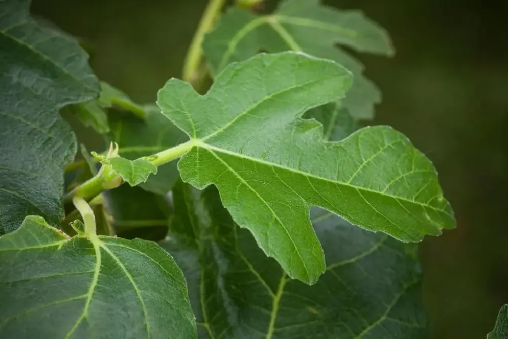 Ficus carica (Vijg) 130-140cm