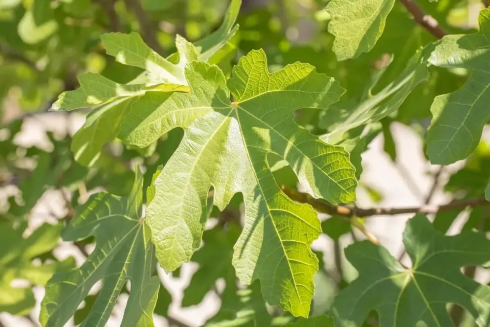 Ficus carica (Vijg) 130-140cm