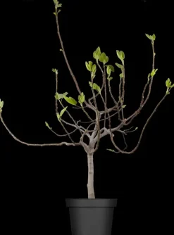 Ficus carica (Vijg) 130-140cm