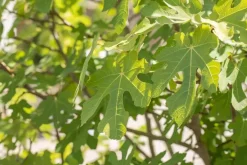 Ficus carica (Vijg) 130-140cm